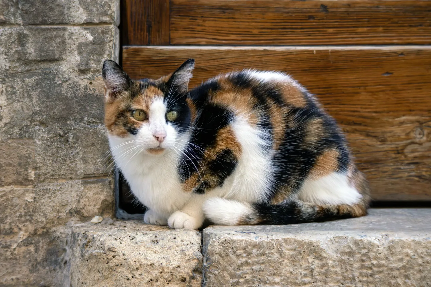 户外环境中的三花猫