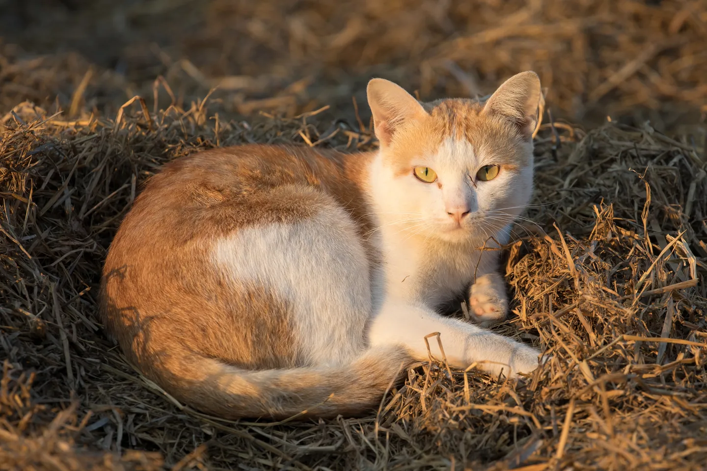 躺在稻草上的猫咪
