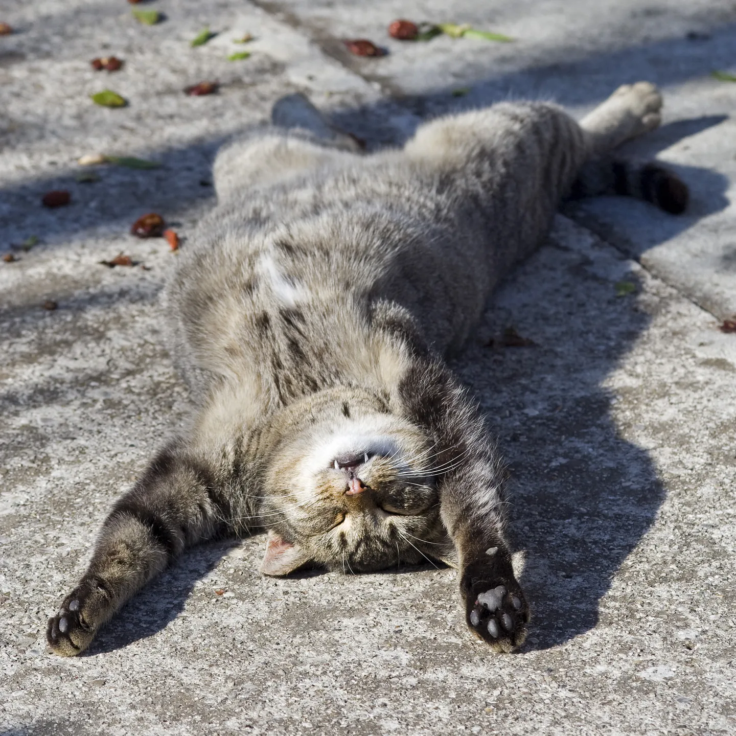 仰躺着睡觉的猫咪