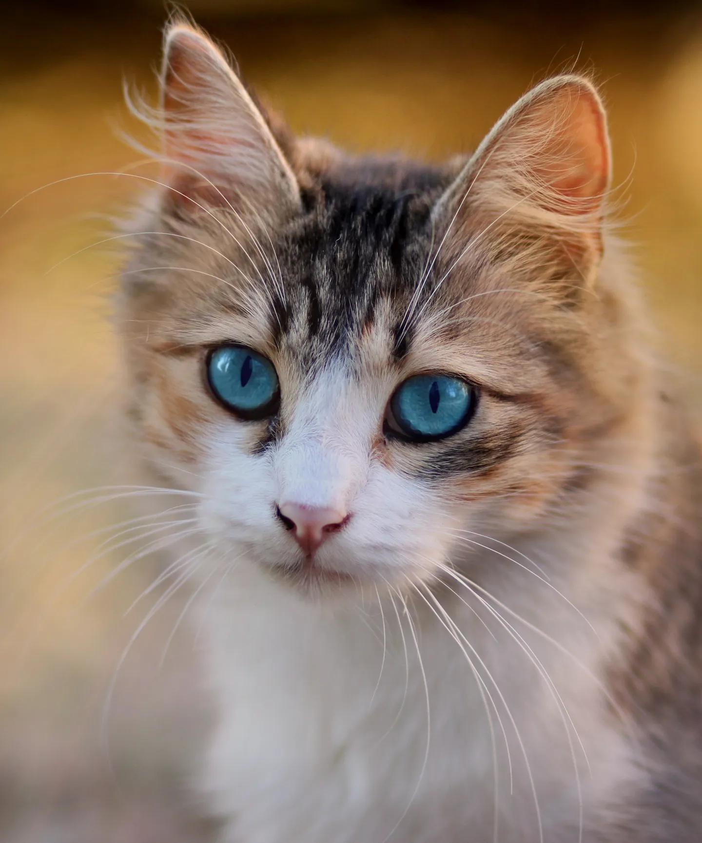 蓝眼睛虎斑猫肖像