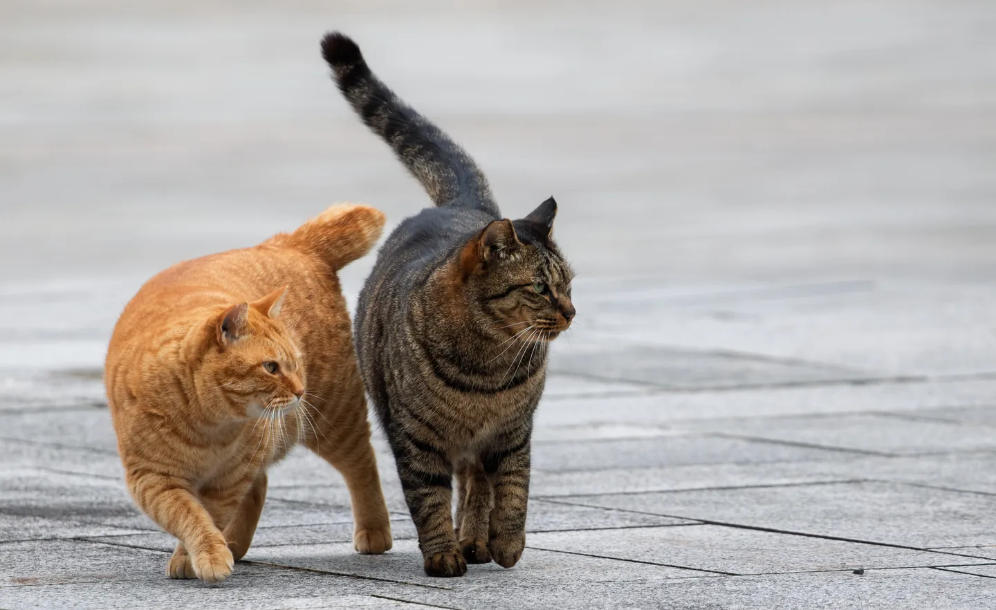 公园里并肩站着的两只猫咪